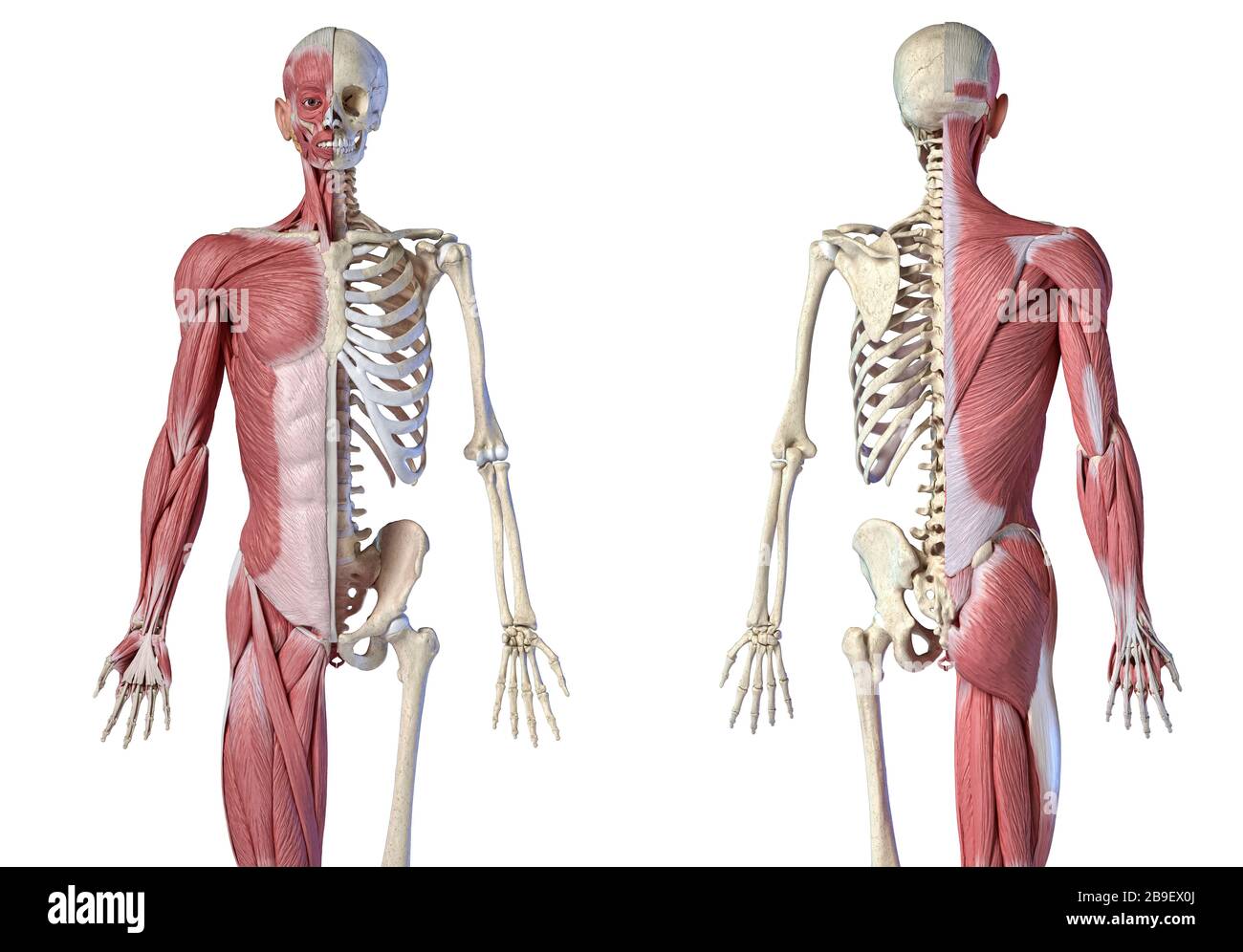 Oberkörper männliche Anatomie von Muskel- und Skelettsystemen, weißer Hintergrund. Stockfoto