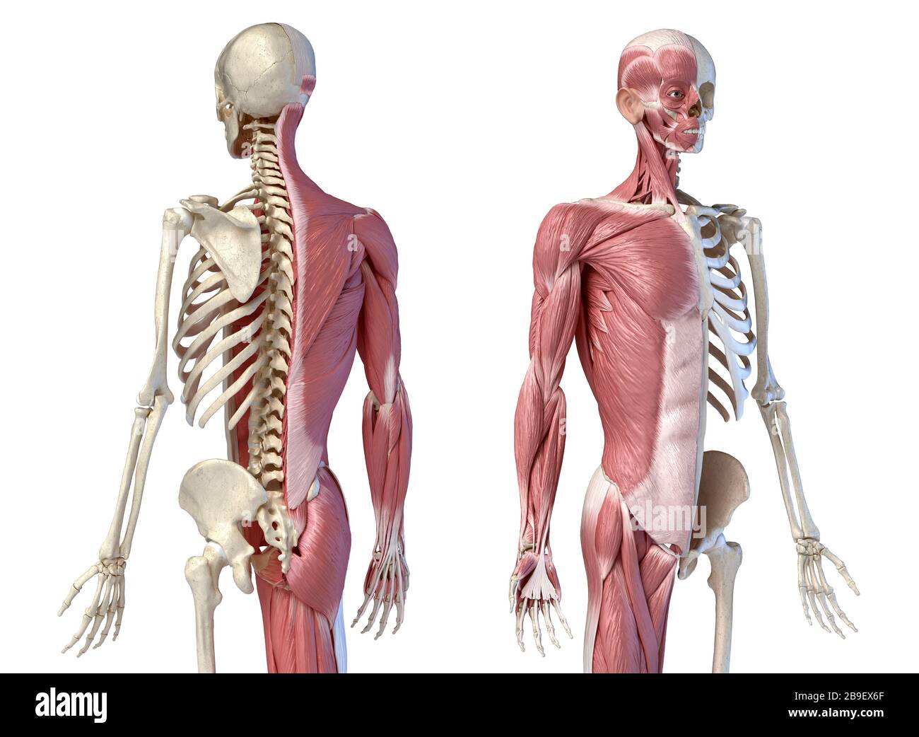 Oberkörper männliche Anatomie von Muskel- und Skelettsystemen, weißer Hintergrund. Stockfoto