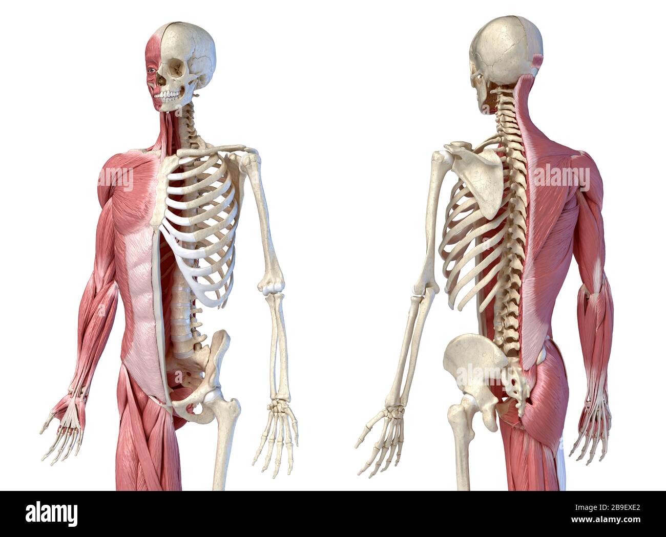 Oberkörper menschliche Anatomie von Muskel- und Skelettsystemen, weißer Hintergrund. Stockfoto Oberkörper menschliche Anatomie von Muskel- und Skelettsystemen, weißer Hintergrund. Stockfoto