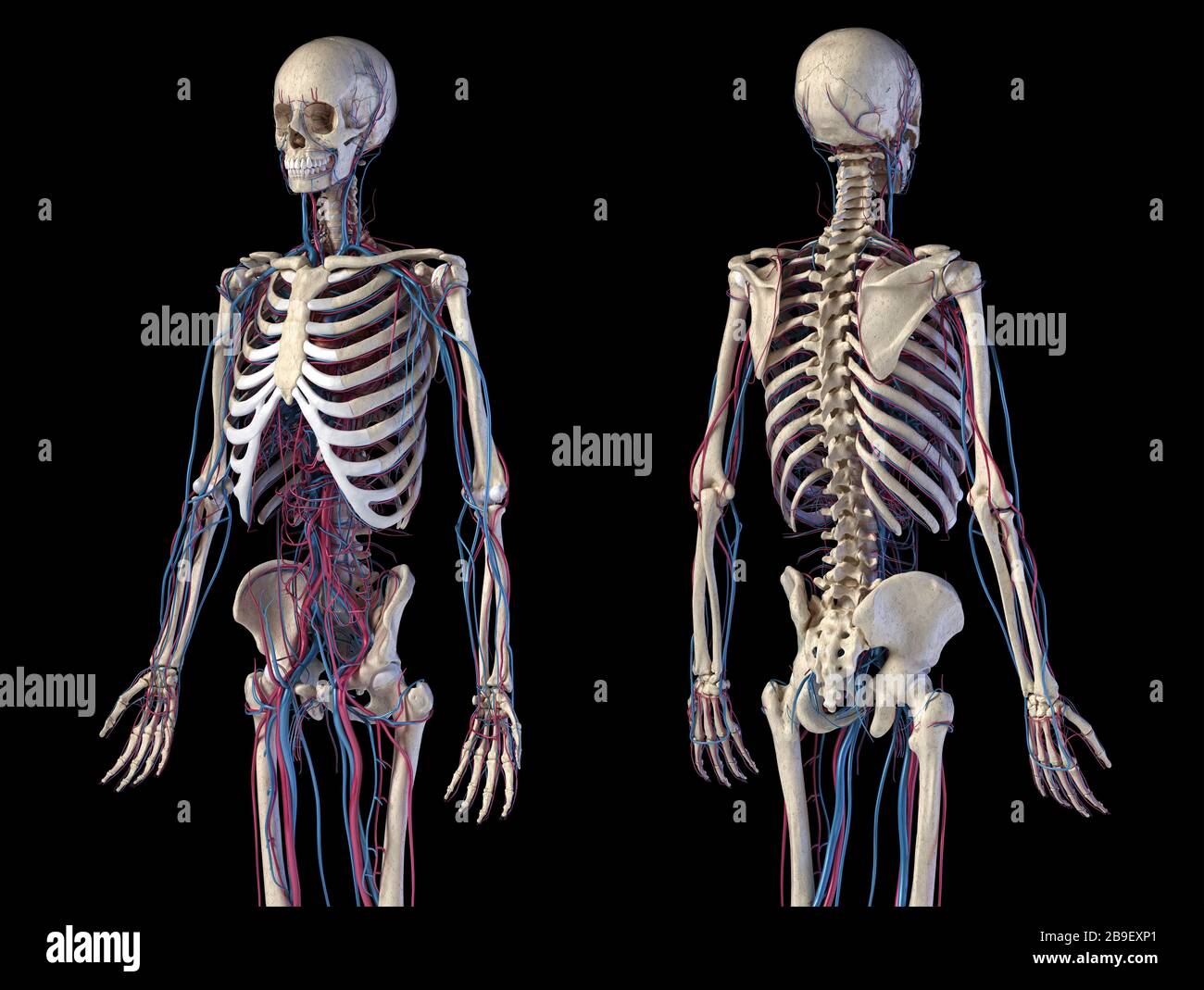 Vorder- und Rückansicht von menschlichen Skelett- und kardiovaskulären Systemen, schwarzer Hintergrund. Stockfoto
