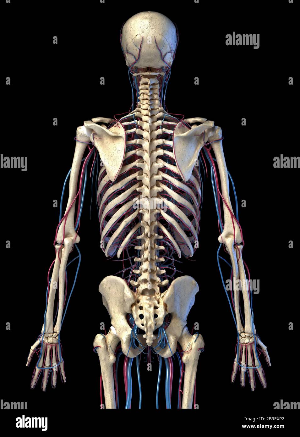 Menschliches Skelett im Oberkörper mit Venen und Arterien. Rückansicht auf schwarzem Hintergrund. Stockfoto