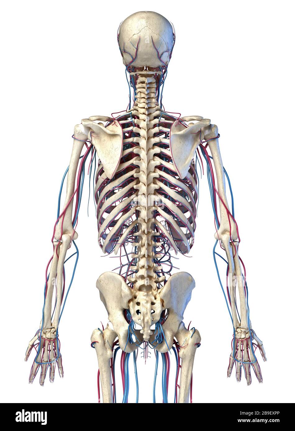 Menschliches Skelett im Oberkörper mit Venen und Arterien. Rückansicht auf weißem Hintergrund. Stockfoto