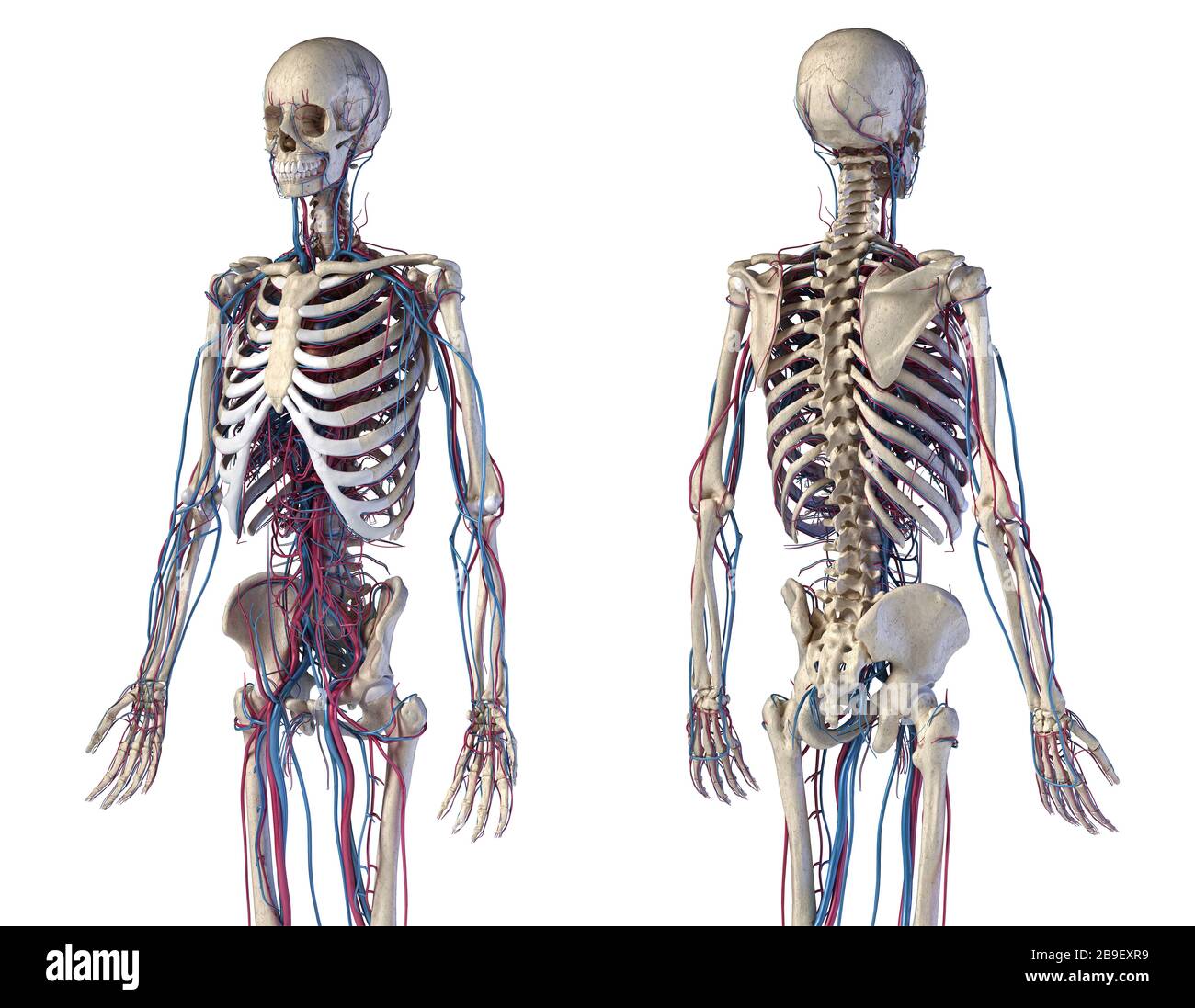 Vorder- und Rückansicht von menschlichen Skelett- und kardiovaskulären Systemen, weißer Hintergrund. Stockfoto