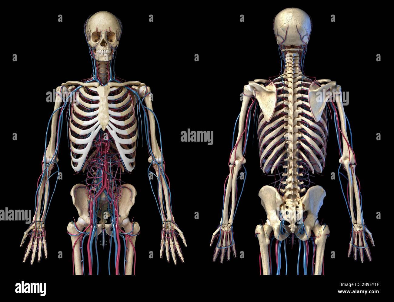 Vorder- und Rückansicht des menschlichen Skeletts mit Venen und Arterien, schwarzer Hintergrund. Stockfoto