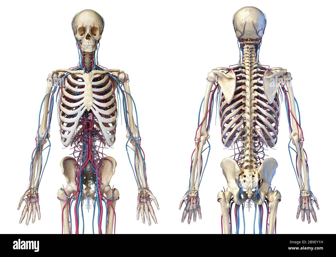 Vorder- und Rückansicht des menschlichen Skeletts mit Venen und Arterien, weißer Hintergrund. Stockfoto