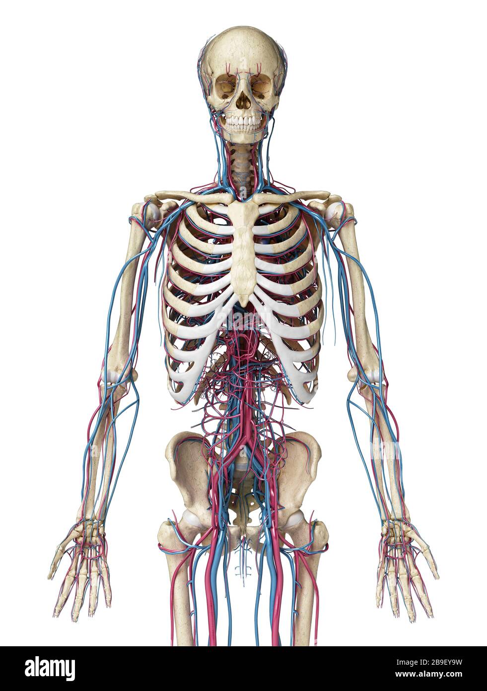 Vorderansicht des menschlichen Skeletts im Oberkörper mit Venen und Arterien, schwarzer Hintergrund. Stockfoto