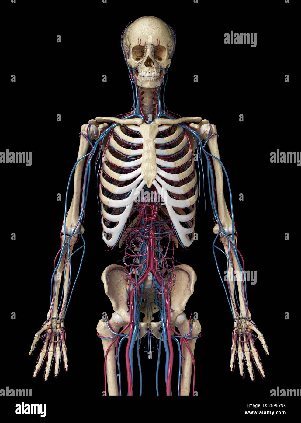 Vorderansicht des menschlichen Skeletts im Oberkörper mit Venen und Arterien, schwarzer Hintergrund. Stockfoto