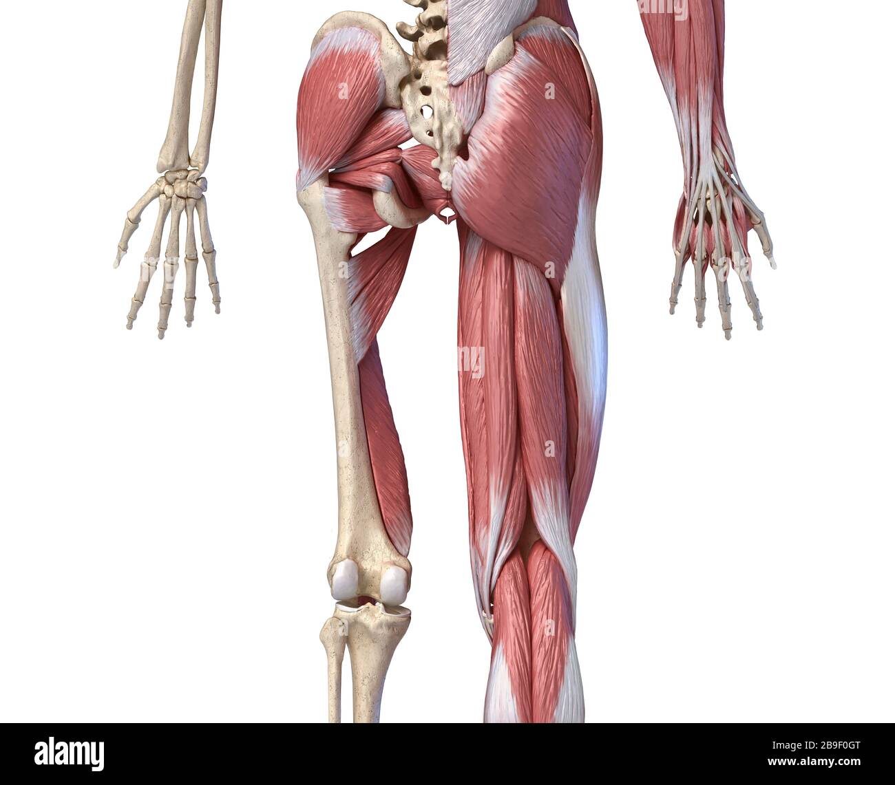 Untere hintere Ansicht der menschlichen Gliedmaßen, Hüfte und Muskel, auf weißem Hintergrund. Stockfoto
