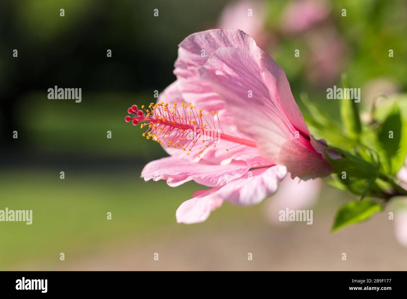 Pink Hibiscus Rosa-Sinensis: Schöne blühende Pflanze Stockfoto