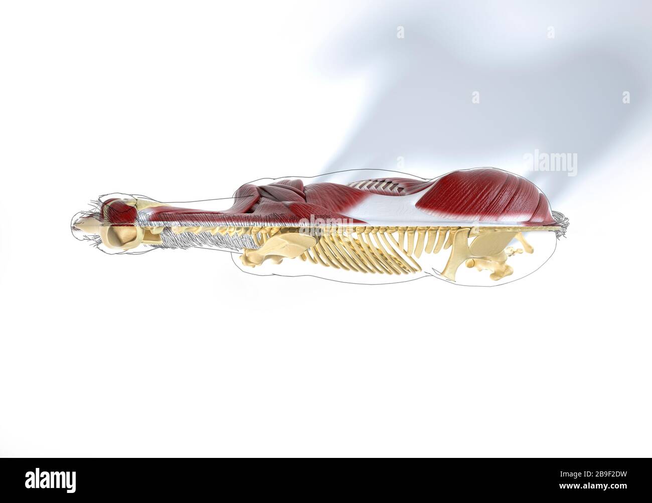Muskel- und Skelettsysteme eines Pferdes mit schwarzem Umriss, Draufsicht. Stockfoto