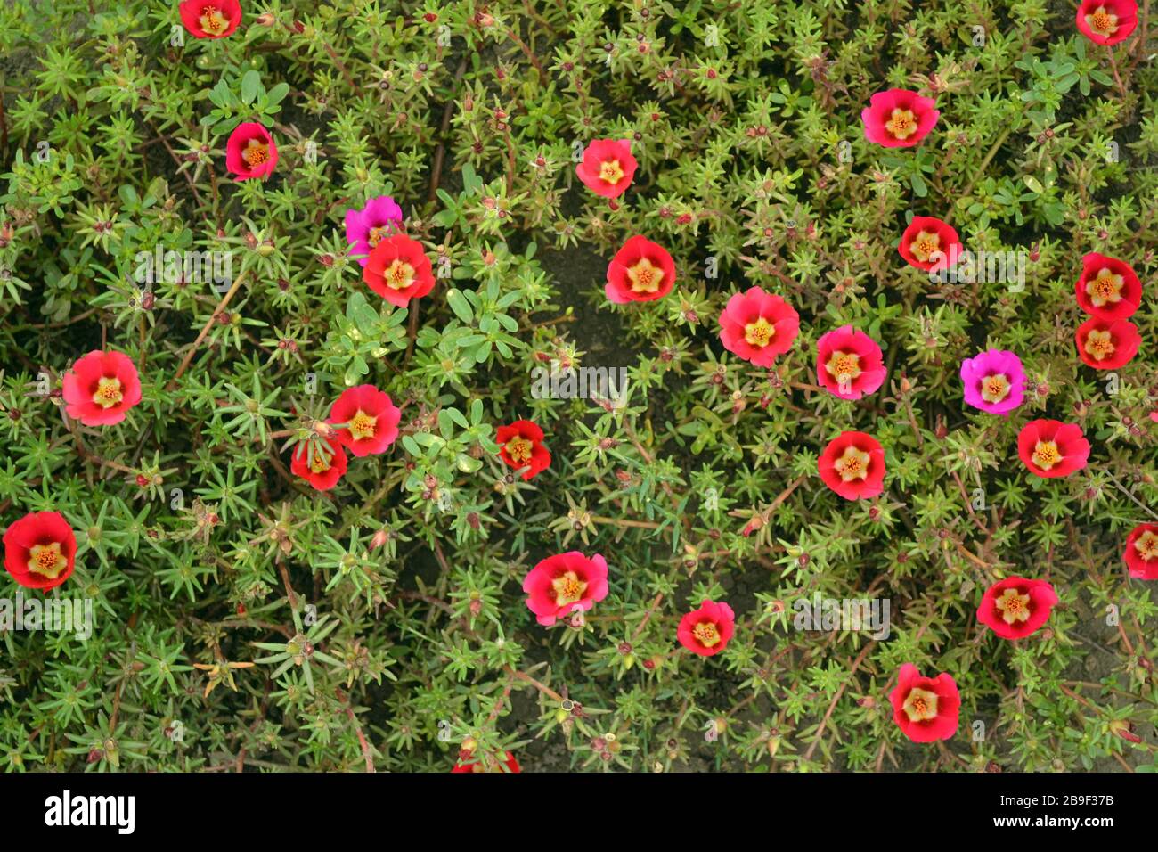 Wunderschönes Blumenbeet. Pflanzen von kleinen Blumen verschiedener Farben. Stockfoto