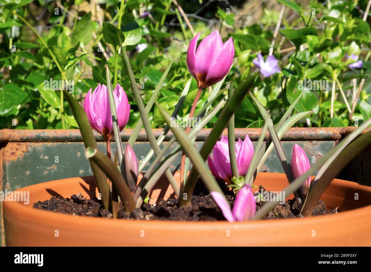 Rosa Mauve Arten Tulpen wachsen in der Blüte in Terrakotta-Topf in einem Landgarten im Frühjahr März 2020 Carmarthenshire West Wales UK. KATHY DEWITT Stockfoto