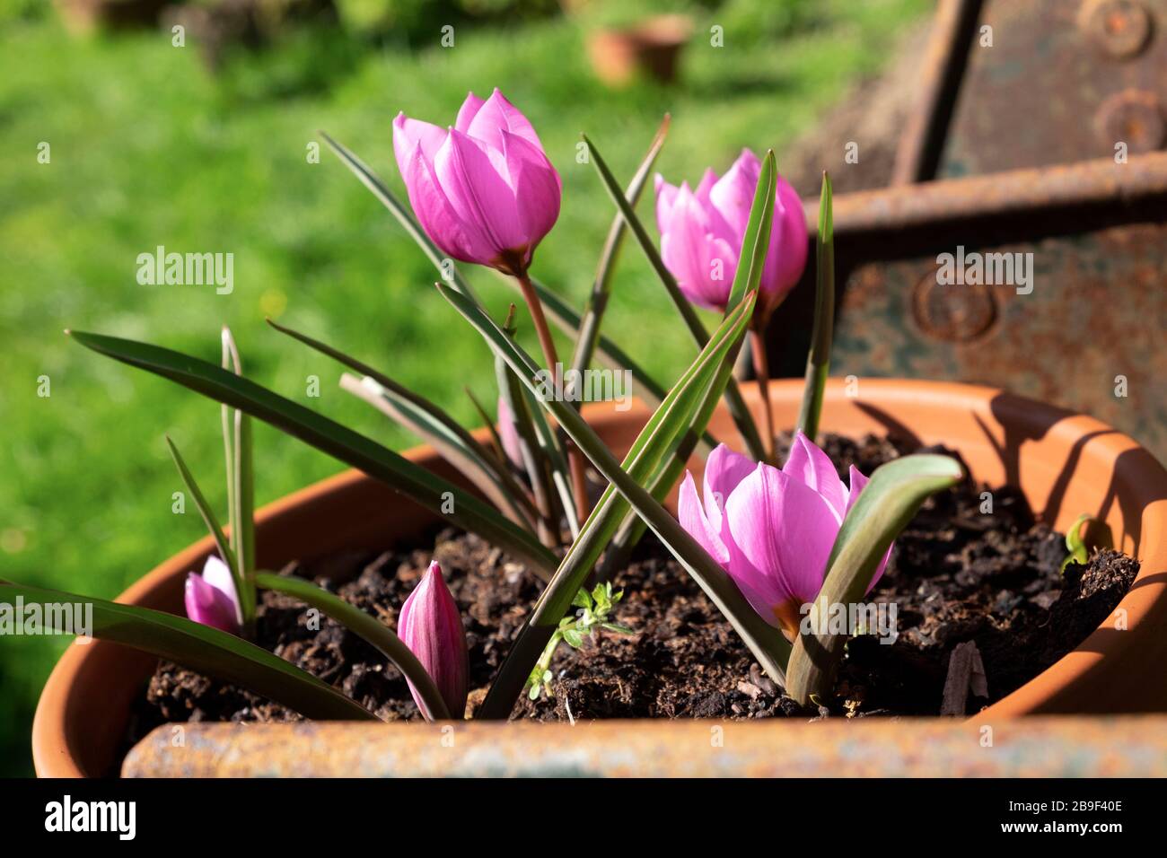 Tulpen Pflanzen Im Topf Fruhjahr