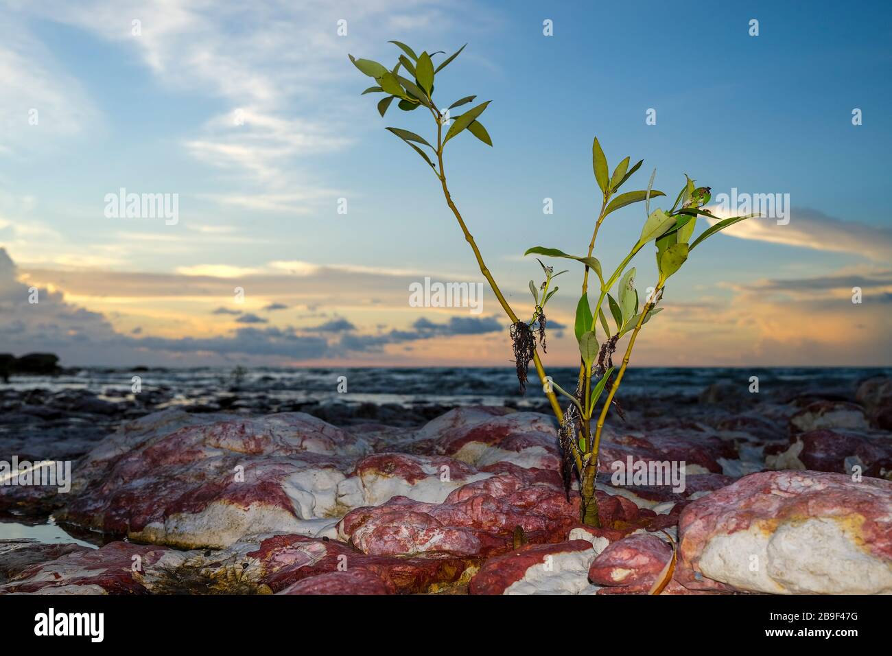 Junger Mangrovenbaum auf den Felsen von East Point Beach, in Darwin, Northern Territory, Australien. Stockfoto