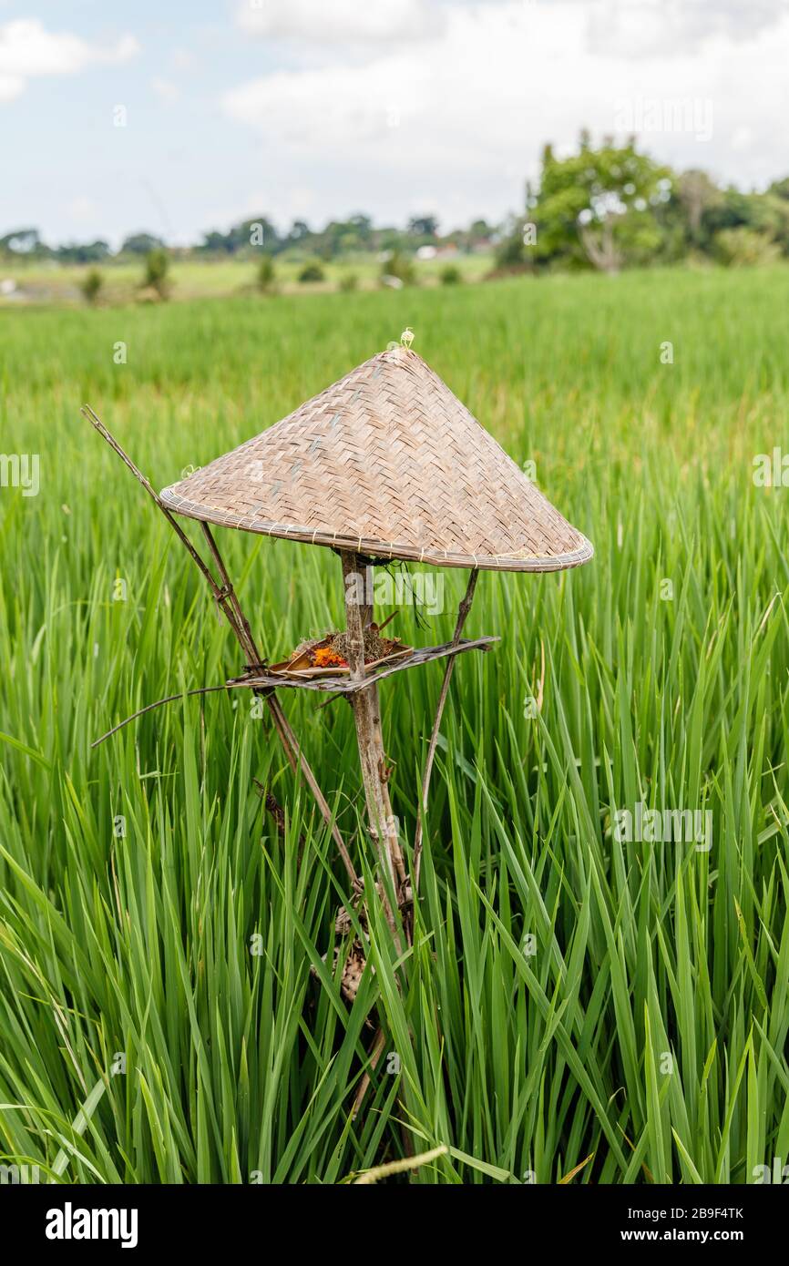 Reisfeld mit Schilfreether und Flügelaltar in Form eines Bauernhuts für die Angebote an Dewi Sri, balinesische Reismutter. Ländliche Landschaft. Bali, Indonesien. Stockfoto
