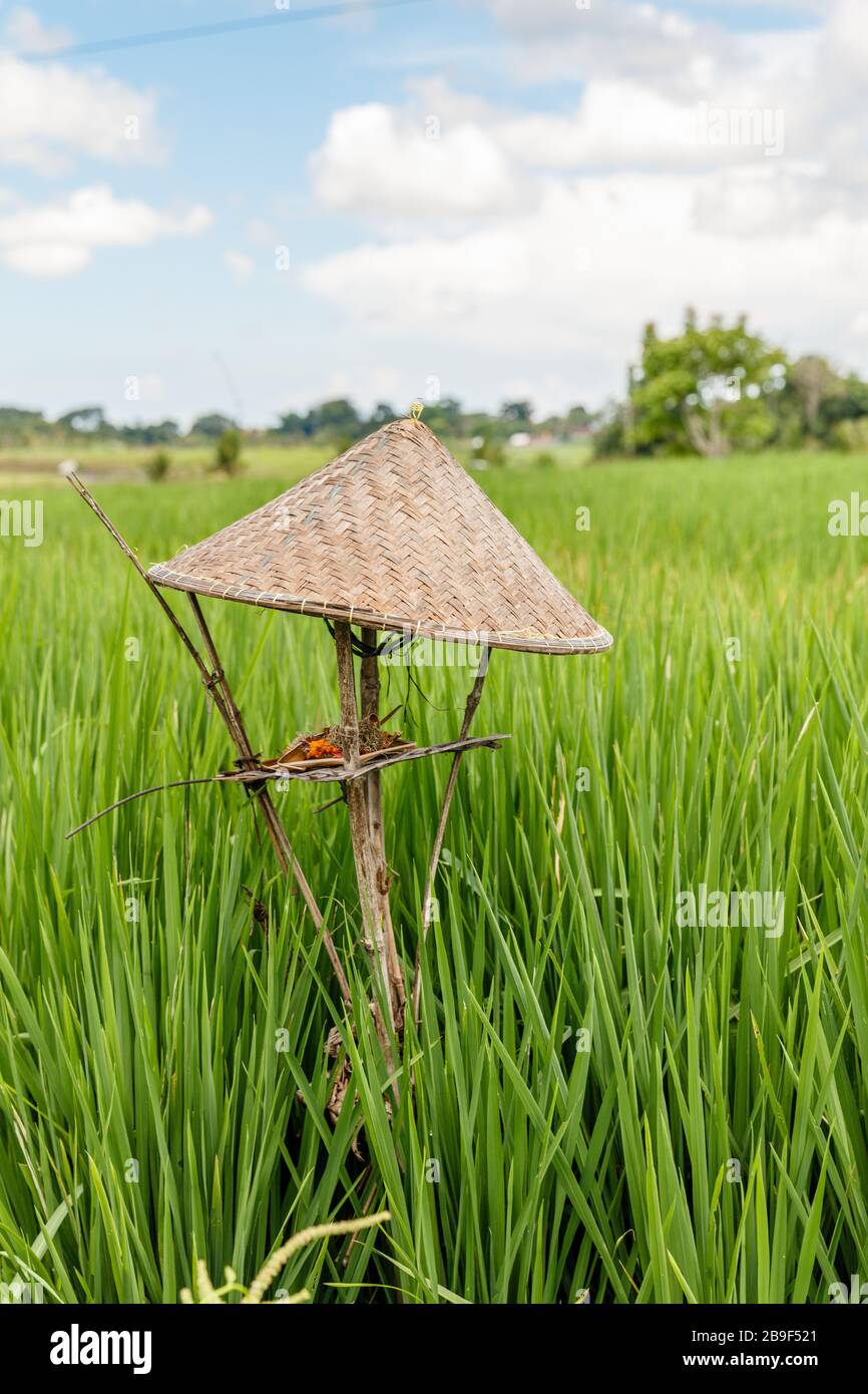 Reisfeld mit Schilfreether und Flügelaltar in Form eines Bauernhuts für die Angebote an Dewi Sri, balinesische Reismutter. Ländliche Landschaft. Bali, Indonesien. Stockfoto