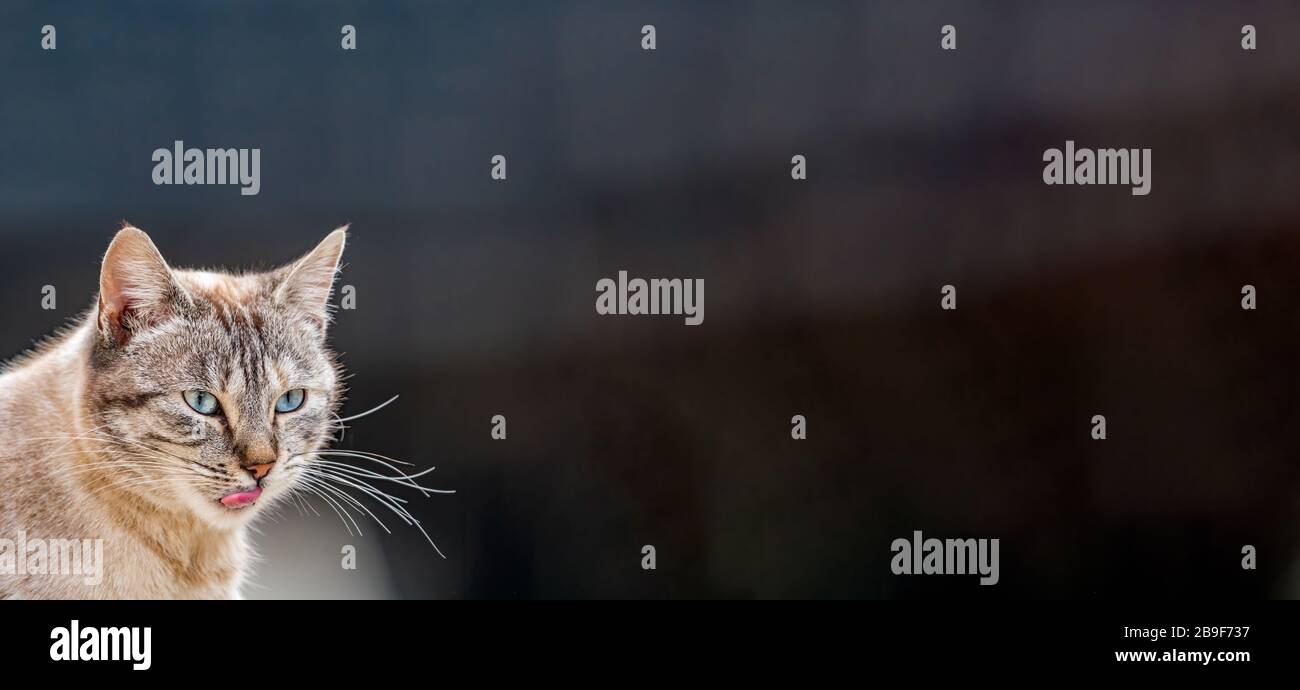 Vorderansicht der Katze mit ausgeschlagener Zunge und Textraum Stockfoto