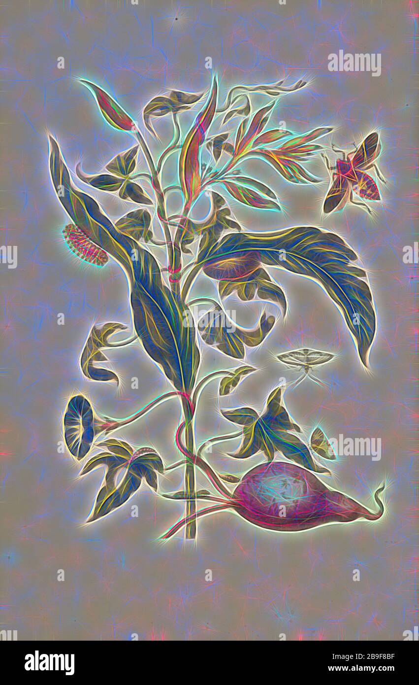 Parrot Blume (Heliconia Psittacorum) und Blättern der Süßkartoffel (Ipomoea batatus) mit Mitglied des mesquite Bug (Pachylis pharanois) und Larven eines nicht identifizierten Arten von Eucleidae, Maria Sybilla Meriaen Über de en voortteeling wonderbaerlyke veranderingen der Surinaemsche insecten, Merian, Maria Sibylla, 1647-1717, Mulder, Joseph, b. 1659 oder 60, Transfer Gravur, von Hand gefärbt, 1719, von Metamorphosis insectorum Surinamensium (Insekten von Suriname), Niederländische Ausgabe. Motte (mit weißen Flügeln, im Flug): Diaphania hyalinata. Pyralidae. Motte (mit braunen und gelben Flügeln, auf Blatt an foo Stockfoto