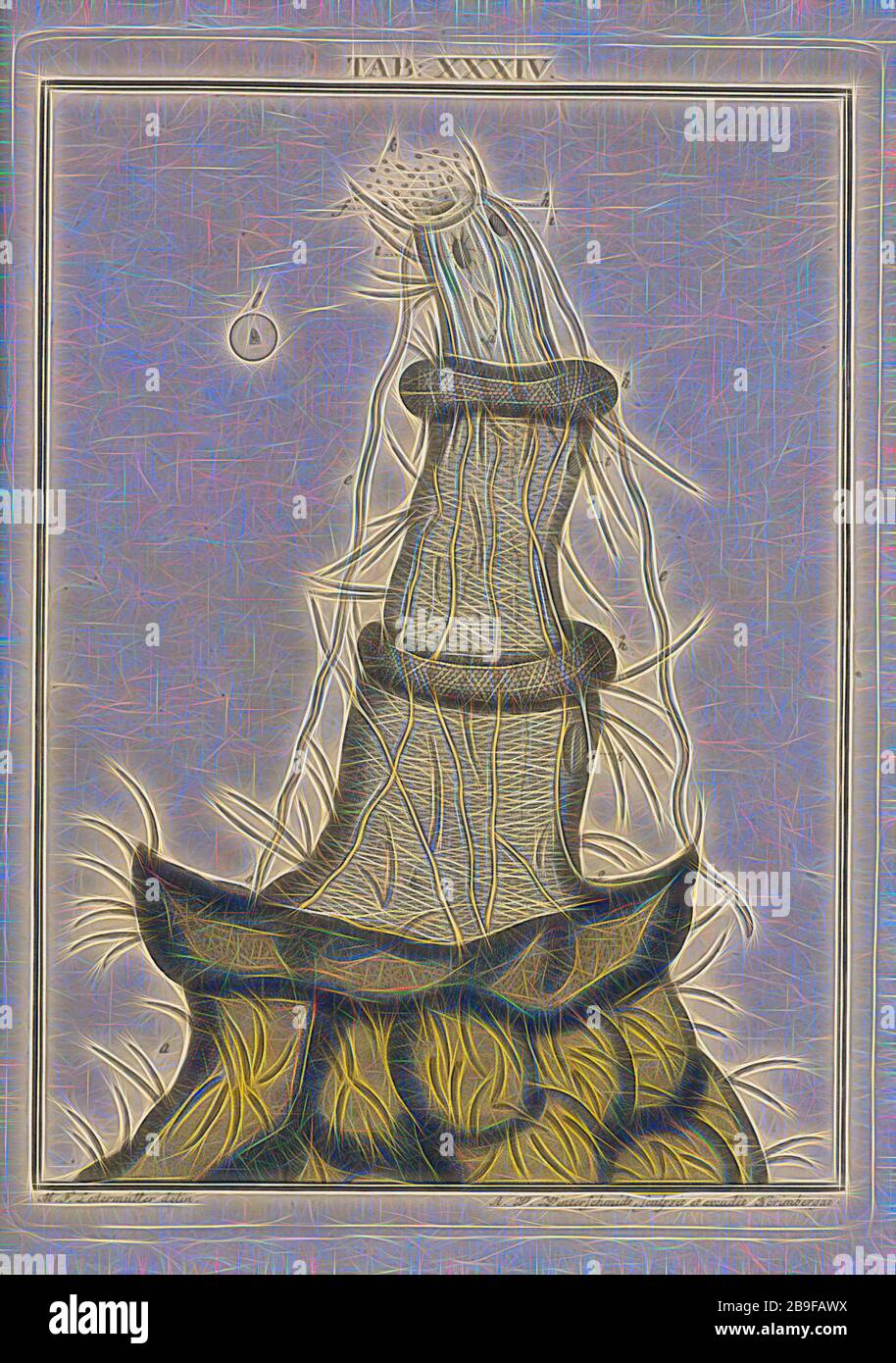 Tabelle XXXIX: le boïau de la ponte d'une mouche femelle, Musement microscopique tant pour l'esprit, que pour les yeux: Contenant cinquante estampes dessiées d'après nature et enluminées, avec leurs explacations, Ledermüller, Martin Frobenius, 1719-604, Winterschmid, Adam Wolffgang, Gravur, 1764-68-608, von Winterschmidt, nach Entwurf von Ledermüller, von Gibon neu gestaltet, Design von warmheiterem Leuchten von Helligkeit und Lichtstrahlen. Klassische Kunst mit moderner Note neu erfunden. Fotografie, inspiriert vom Futurismus, mit dynamischer Energie moderner Technologie, Bewegung, Geschwindigkeit und Revolution Stockfoto