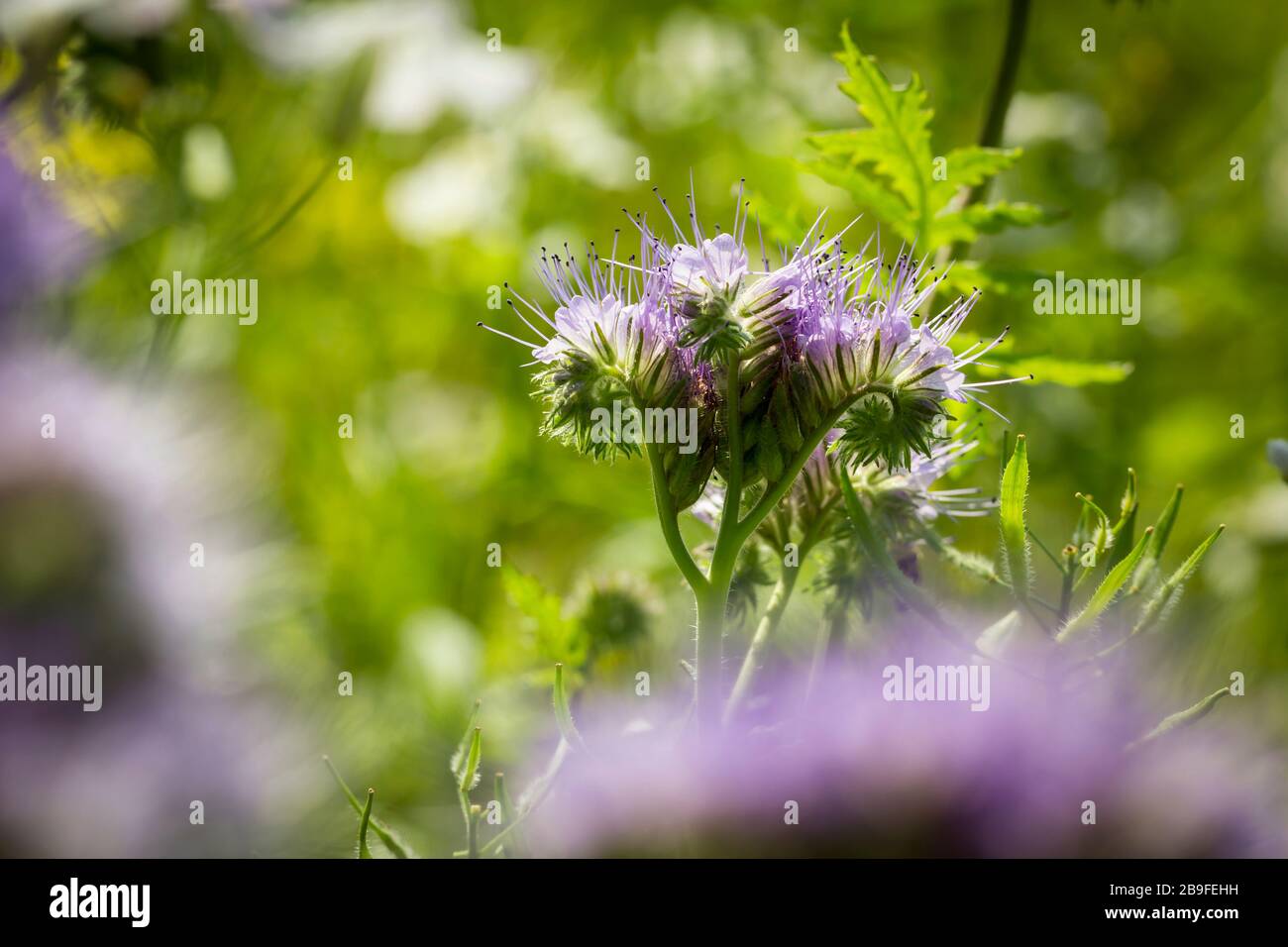 Naturbelassene Wiese in der lüneburgischen Heide, Deutschland. Foto mit Hintergrundbeleuchtung Stockfoto