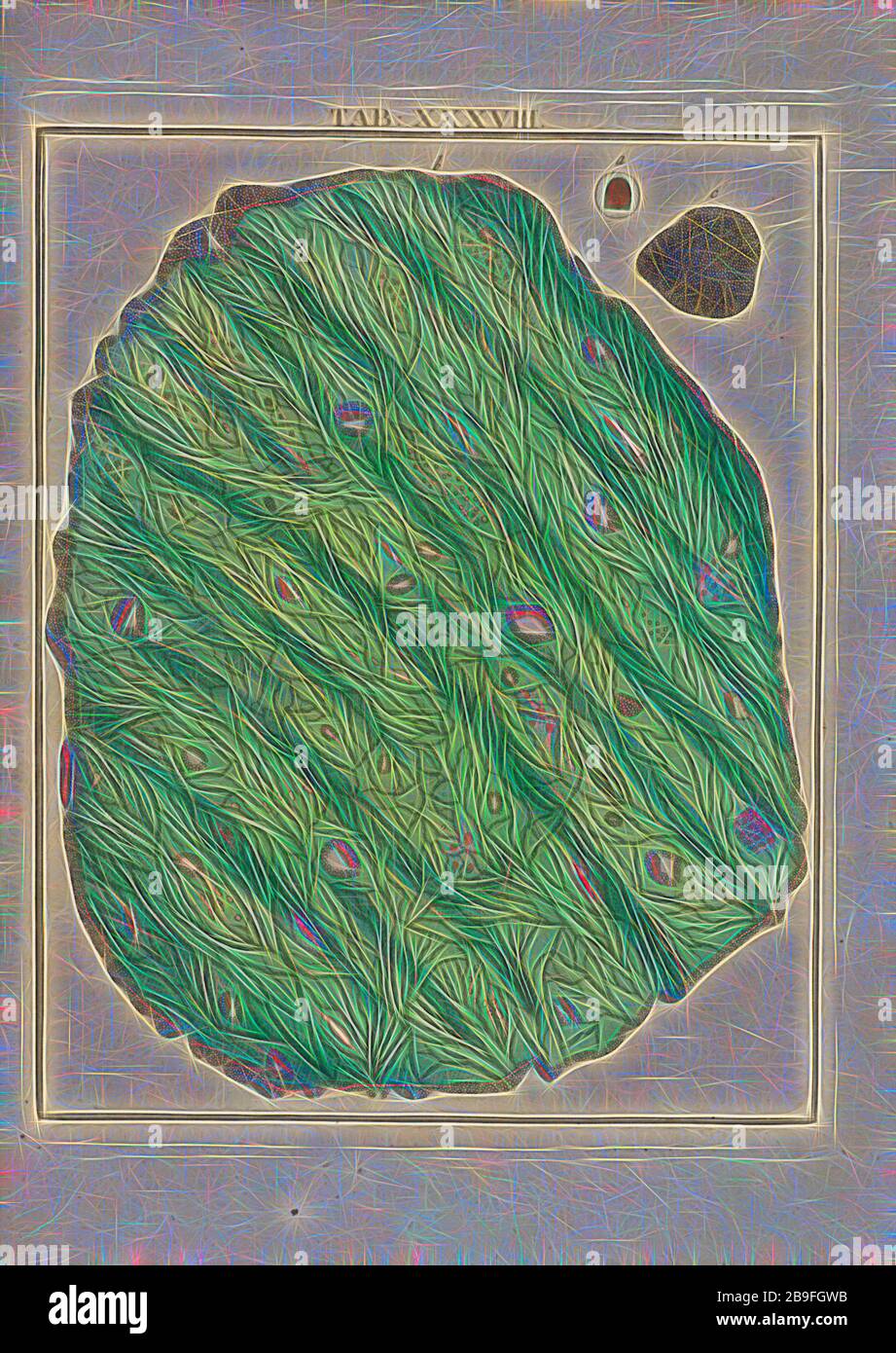 Tabelle XXXVIII: Une petite lame d'Or fin, Amusement microscopique tant pour l'esprit, que pour les yeux: Contenant cinquante estampes dessinées d'après nature et enluminées, avec leurs explacations, Ledermüller, Martin Frobenius, 1719-1719-1764-60-60-60-662, reimaginiert von Gibon, warmem Licht und strahlendem strahlendem strahlendem Design. Klassische Kunst mit moderner Note neu erfunden. Fotografie, inspiriert vom Futurismus, die dynamische Energie moderner Technologie, Bewegung, Geschwindigkeit und Kultur revolutionieren. Stockfoto