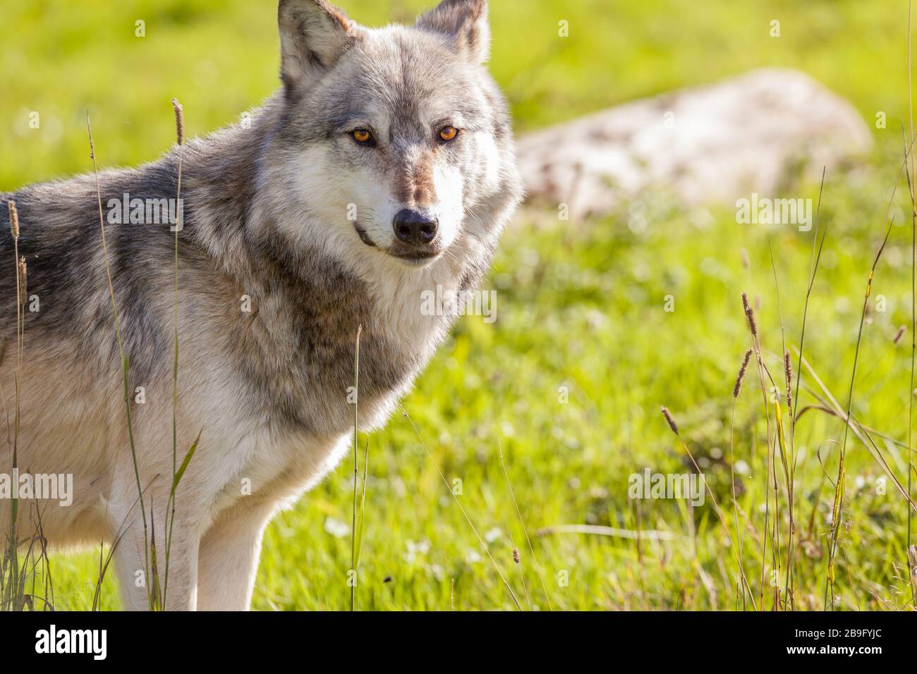 Nordamerikanische grauer Wolf, Canis Lupus Stockfoto