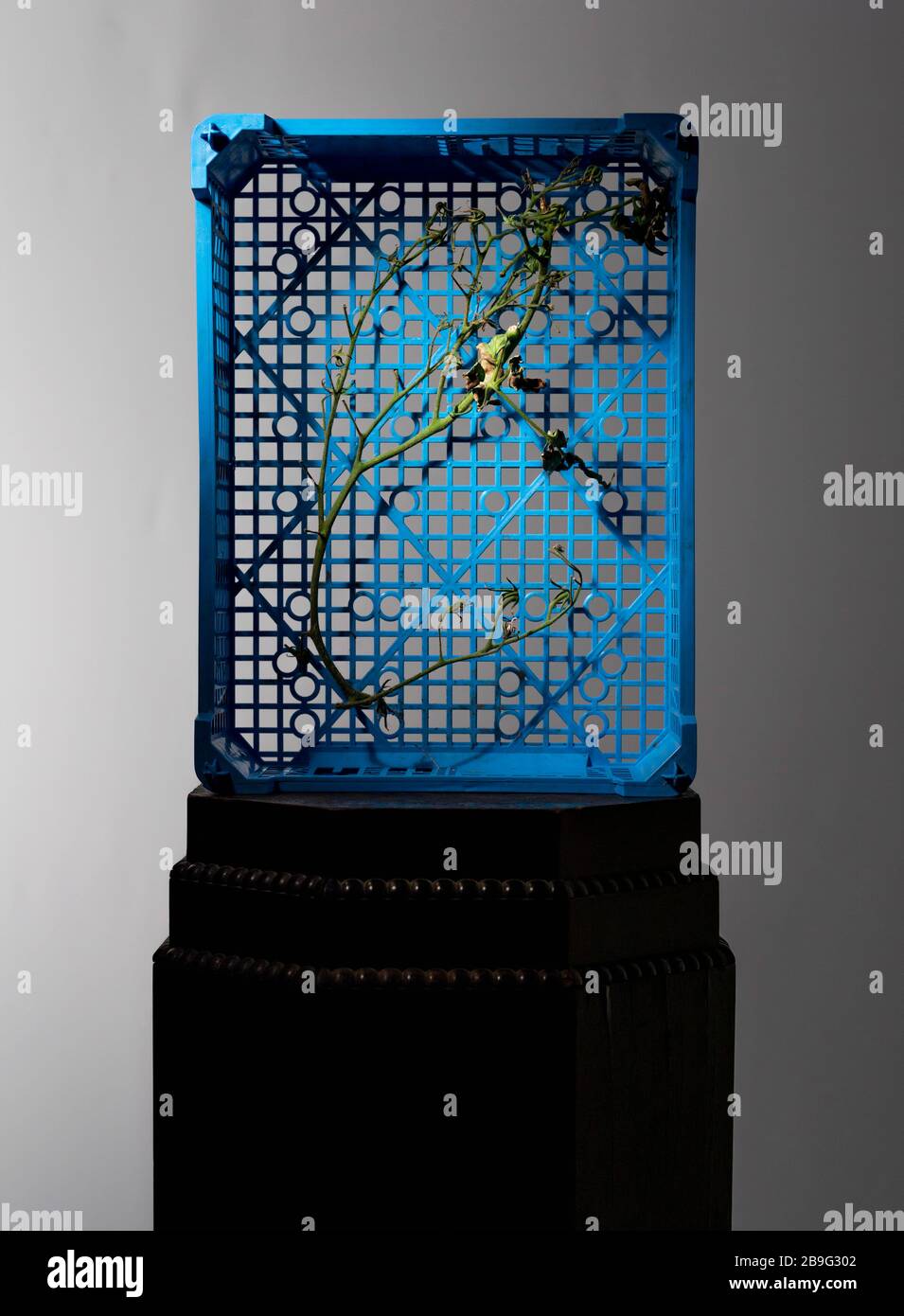 Toter Ast innerhalb der blauen Kiste Stockfoto