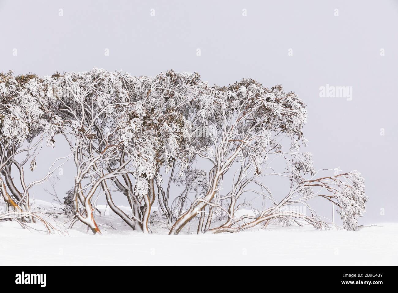 Schneebedeckte Bäume im schneebedeckten Winterfeld Stockfoto