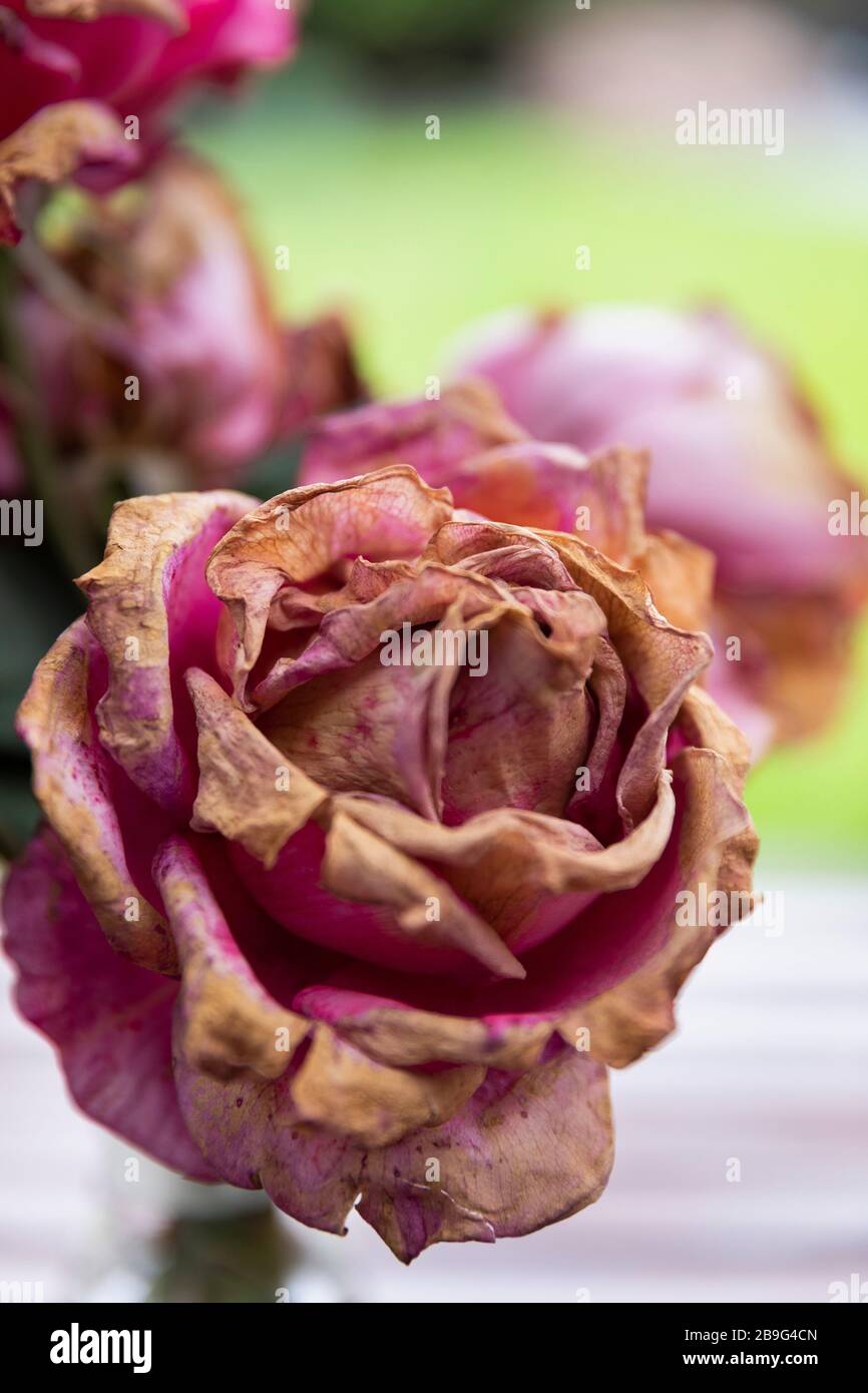 Nahaufnahme verfallende rosafarbene Rose Stockfoto