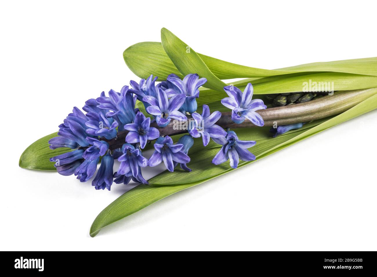 Blaue Hyazinthblüten isoliert auf weißem Grund Stockfoto