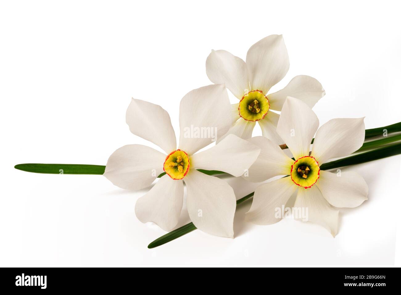 Weiße Narzissen (Narcissus poeticus) auf weißem Hintergrund Stockfoto