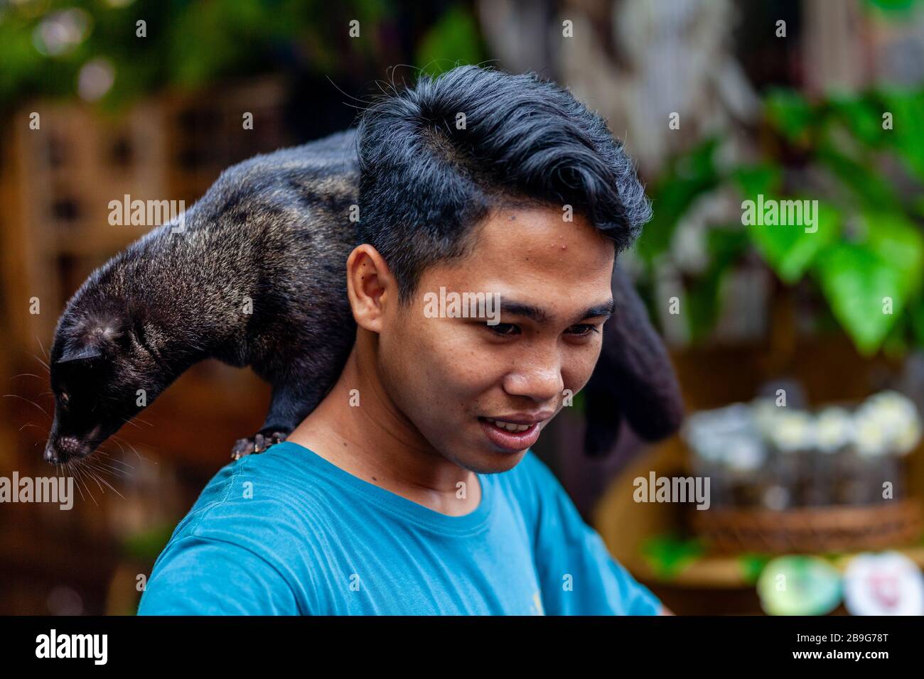 Ein lokaler Mann, der eine asiatische Palme Civet verarbeitet, die bei der Herstellung von Luwak Coffee, Ubud, Bali, Indonesien verwendet wird. Stockfoto