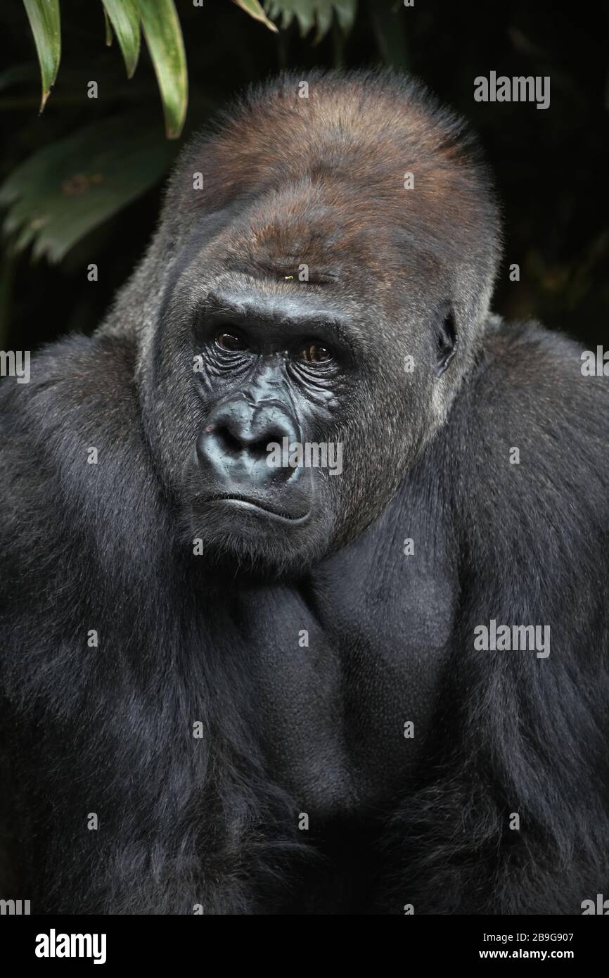 Porträt eines westlichen Gorillas (Gorilla gorilla) in Gefangenschaft. Foto: Reynold Sumayku Stockfoto