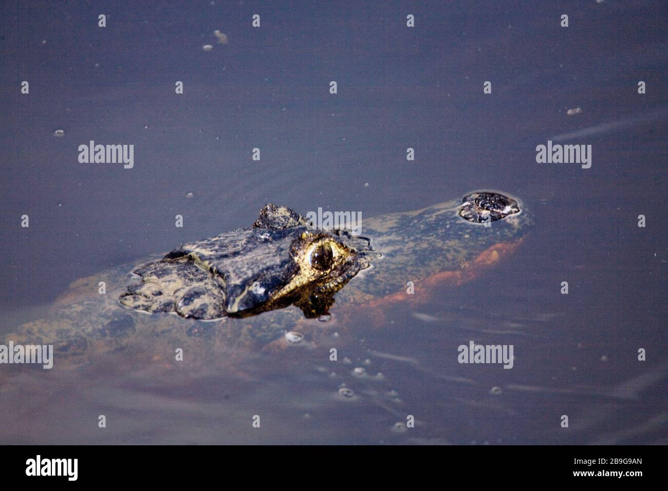 Alligator-Mitleid-swampland, Caimam crocodilus yacare, in Corixo von Batume, Brasilien bedeckt Stockfoto