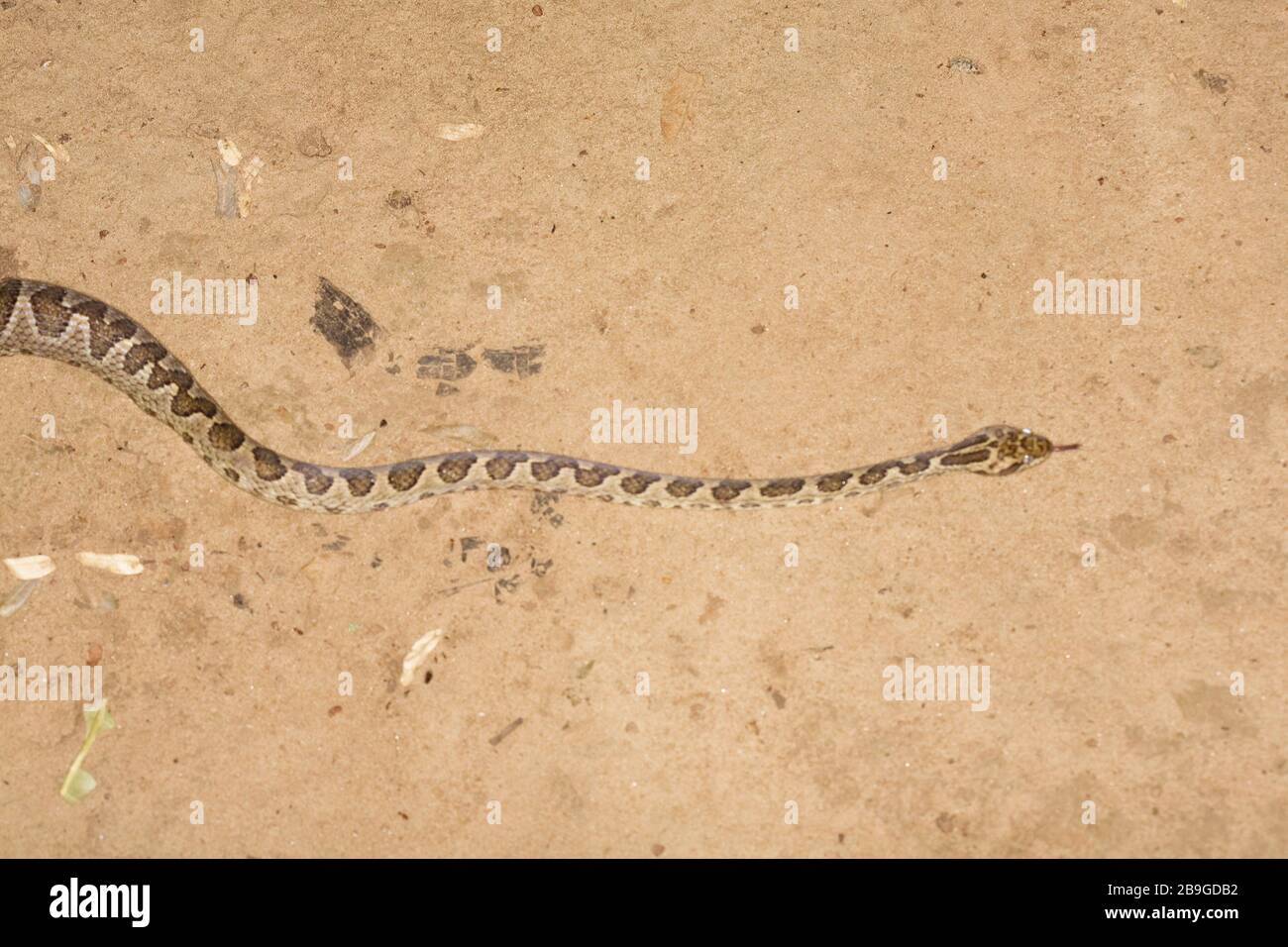 Jararaca-mouth-of-Kröte, Bothrops neuwiedii, Miranda, Mato Grosso do Sul, Brasilien Stockfoto