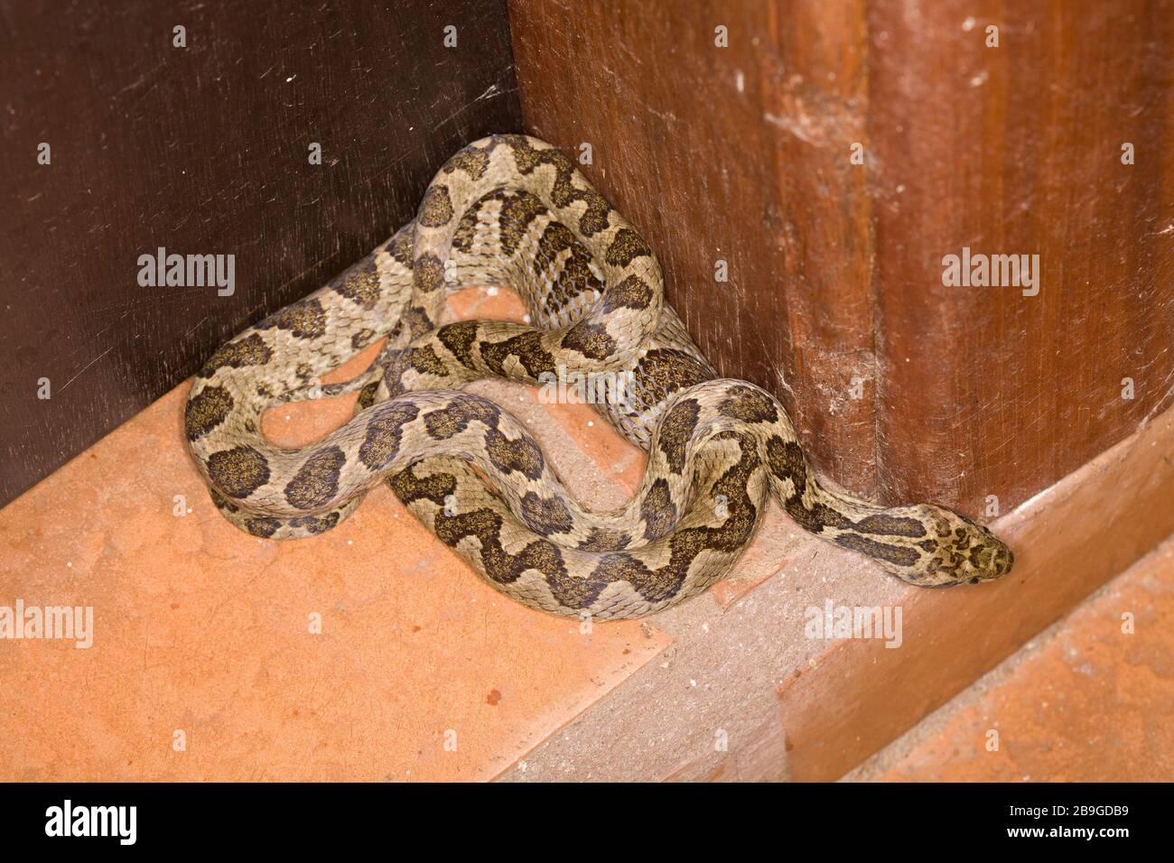 Jararaca-mouth-of-Kröte, Bothrops neuwiedii, Miranda, Mato Grosso do Sul, Brasilien Stockfoto