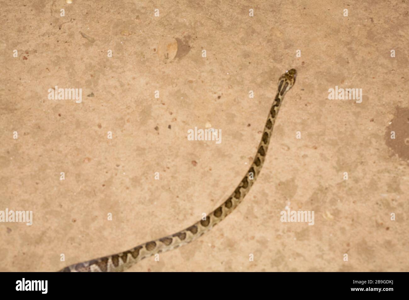 Jararaca-mouth-of-Kröte, Bothrops neuwiedii, Miranda, Mato Grosso do Sul, Brasilien Stockfoto