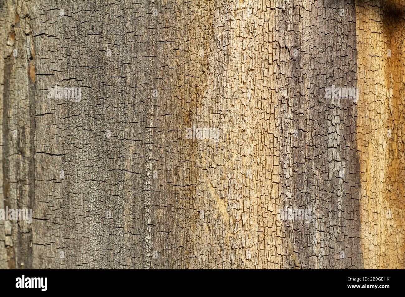 Baumrinde mit Rissen und Streifen Grunge Holzstruktur.geprägte Rinde Stockfoto