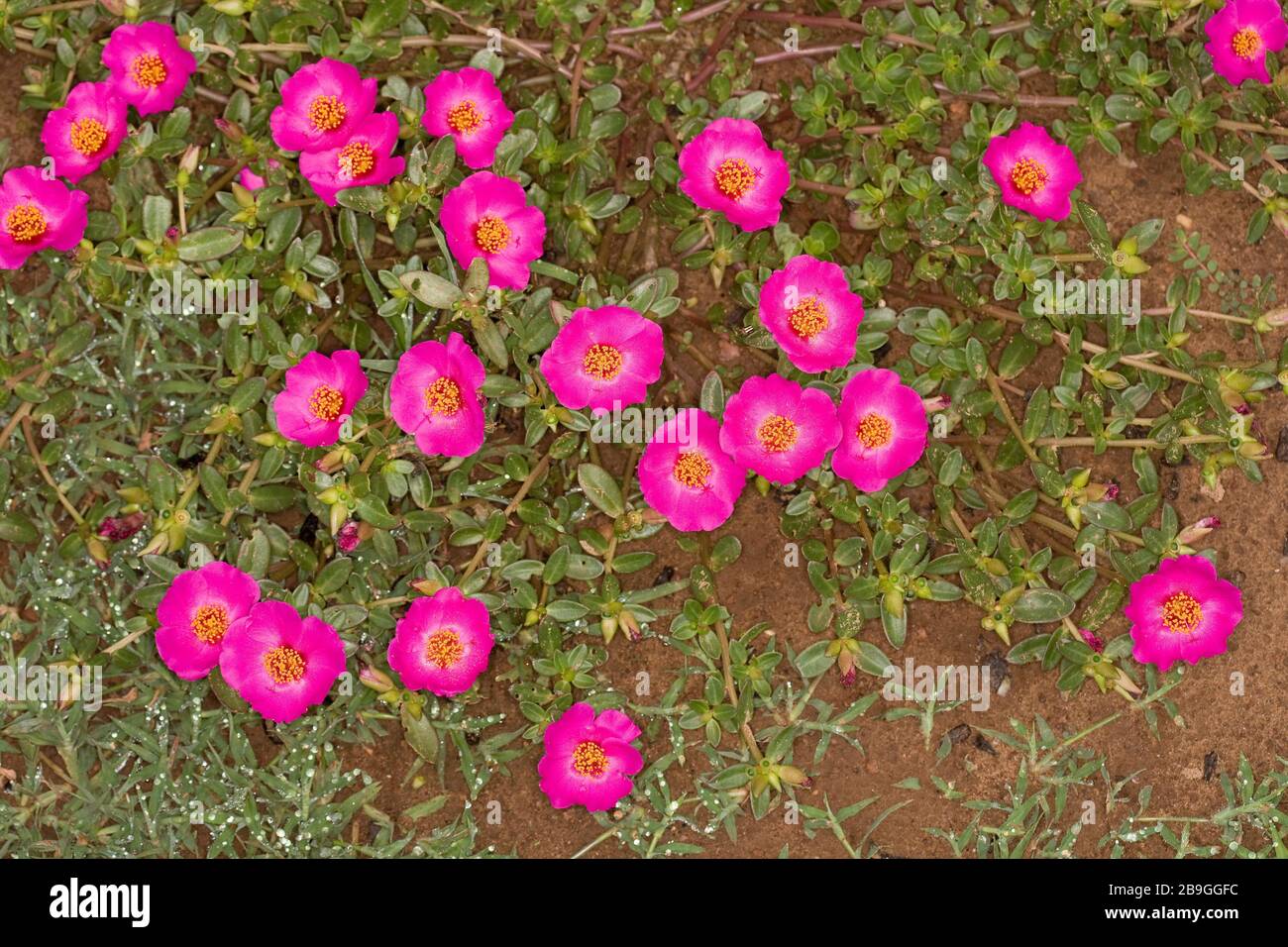 Blume, Onze-horas, Portulaca grandiflora, Miranda, Mato Grosso do Sul, Brasilien Stockfoto