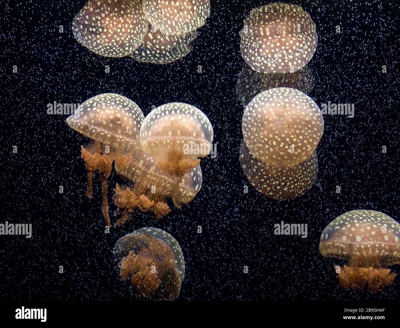 Schöne transparente Quallen tanzen hinter dem Glas Stockfoto