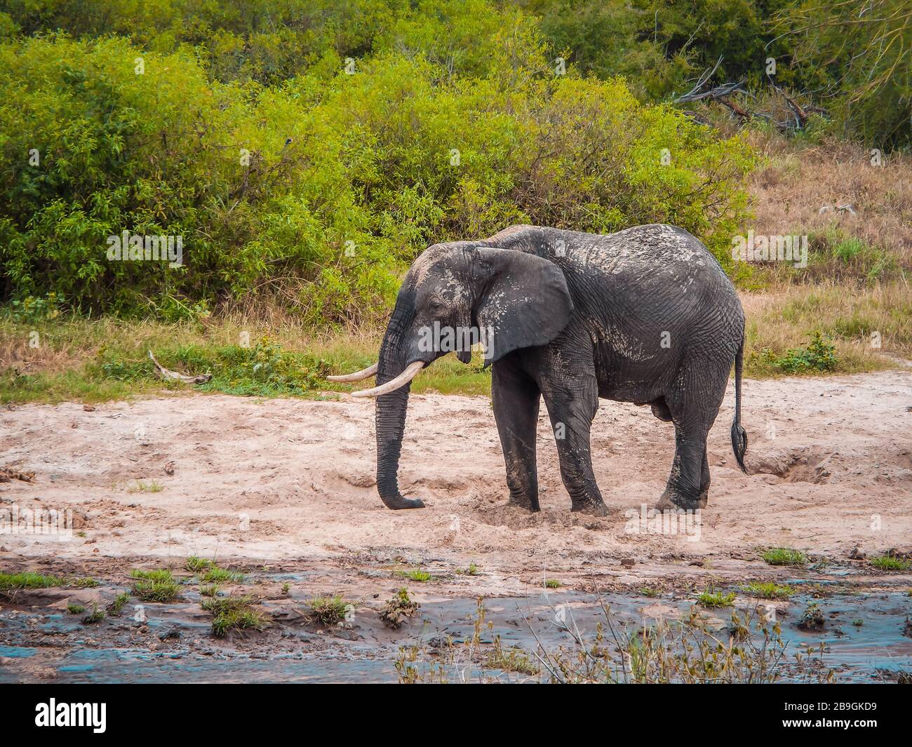 Konzept der globalen Erwärmung, Trockenland in Afrika, Trockensee Manyara National Park, Trockenzeit des Klimawandels, Konzept der globalen Erwärmung, grüne Welt, Klima Stockfoto