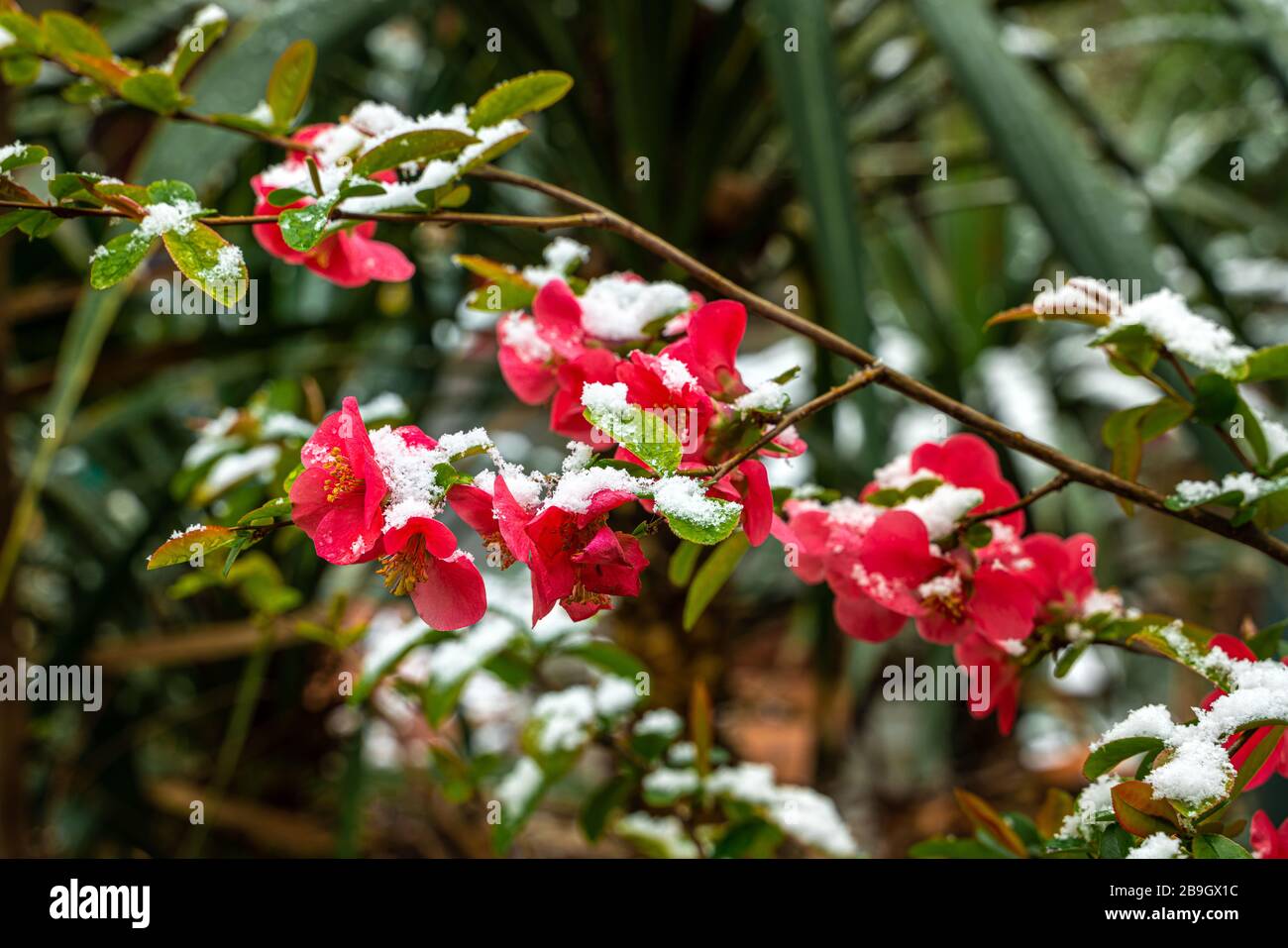 Blühen im Schneefall. Quince Chaenomeles japonica Blumen Stockfoto