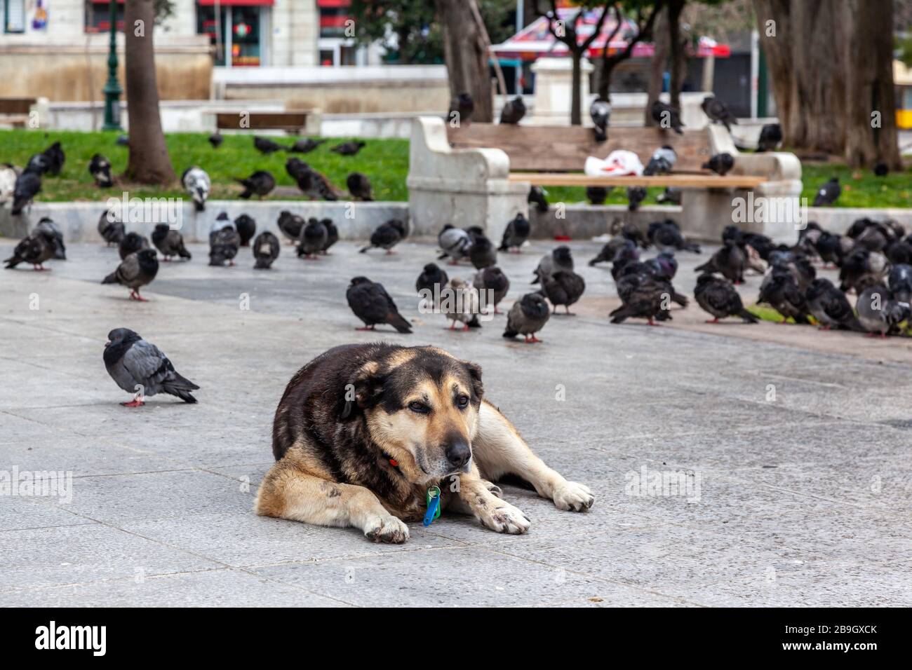 Athen, Griechenland, ein einsamer Hund und Dutzende von Stadttauben auf dem Syntagma-Platz während der offiziellen Sperrzeit in Griechenland aufgrund eines Coronavirus-Ausbruchs im März 2020. Stockfoto