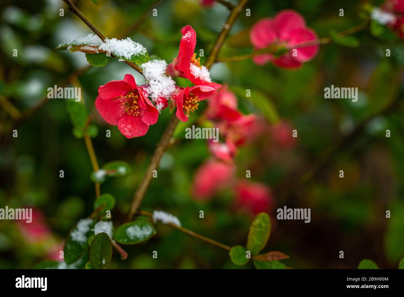 Blühen im Schneefall. Quince Chaenomeles japonica Blumen Stockfoto