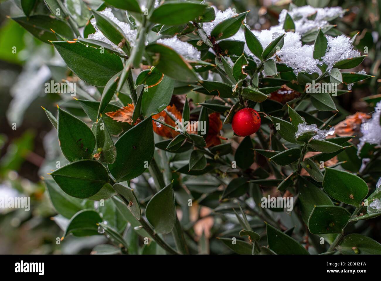 Ruscus aculeatus im Frühlingsschneefall Stockfoto