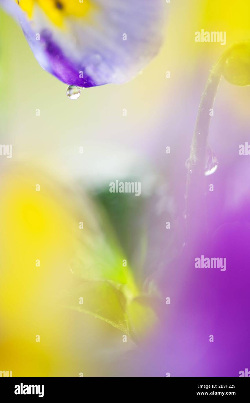 Regentropfen an Blumenblüten. Selektiver Fokus und geringe Schärfentiefe. Stockfoto