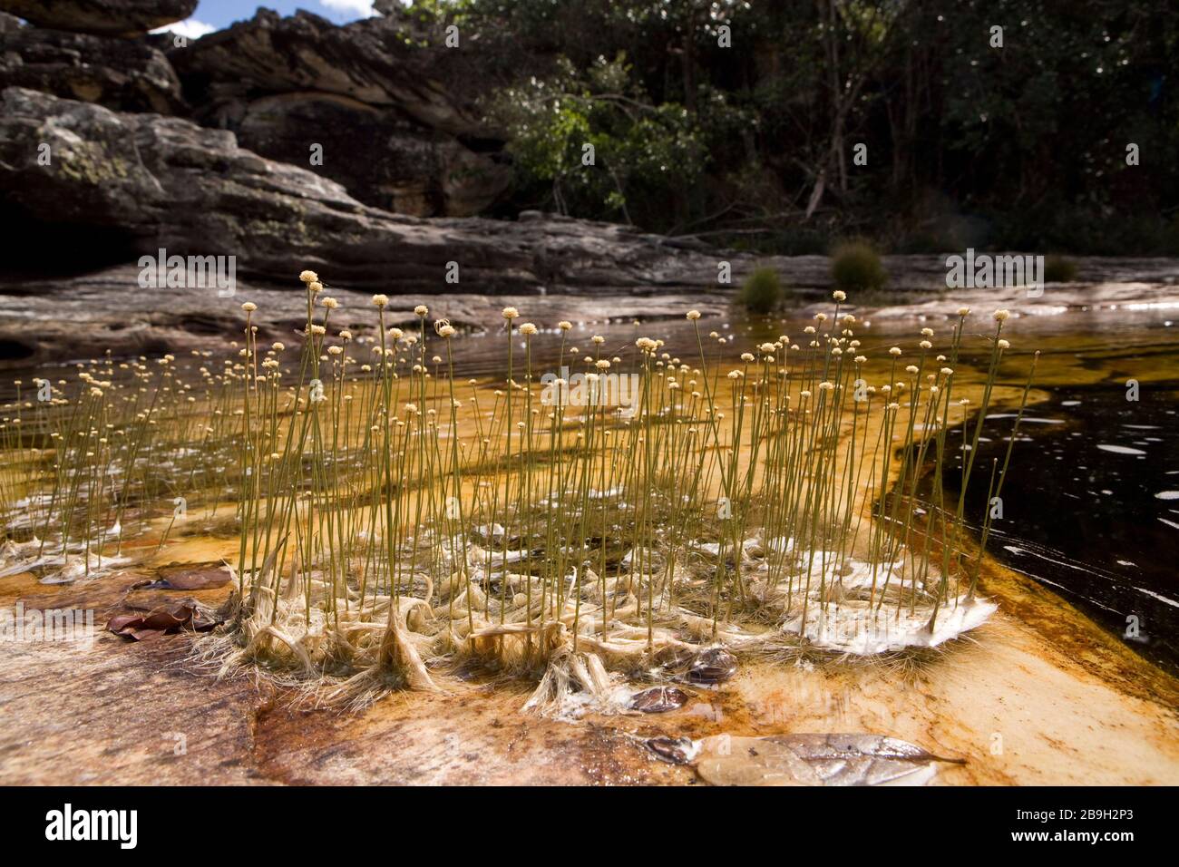 Kleiner Wasserlauf in Rocky Bed und Evergreen, São Gonçalo do Rio Preto, Minas Gerais, Brasilien Stockfoto