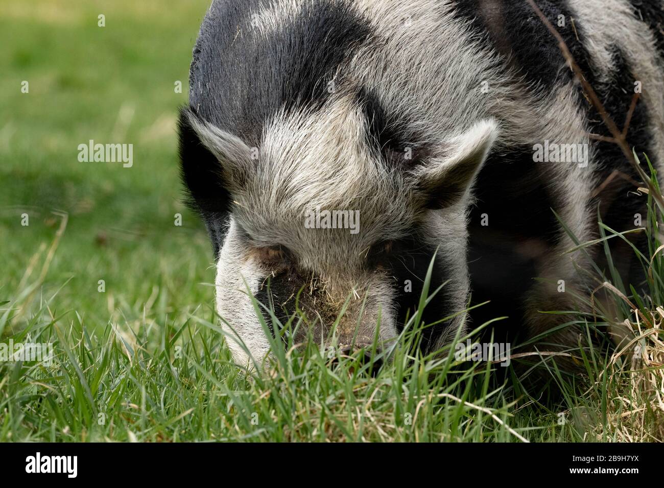 Ein schwarzes und weißes Schwein, das Gras isst. Stockfoto