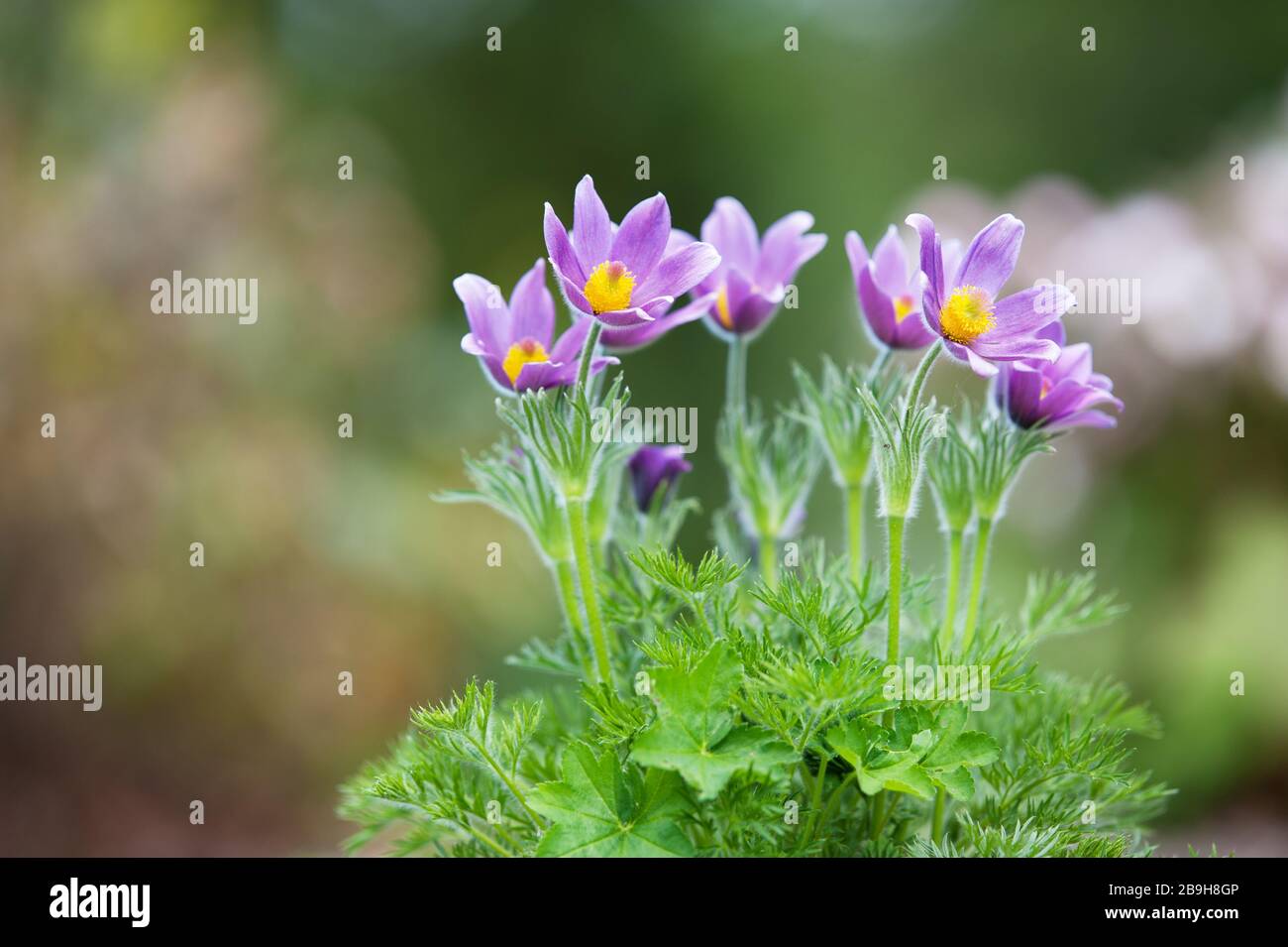 Pasque Blume (Pulsatilla vulgaris) im Frühjahr Stockfoto