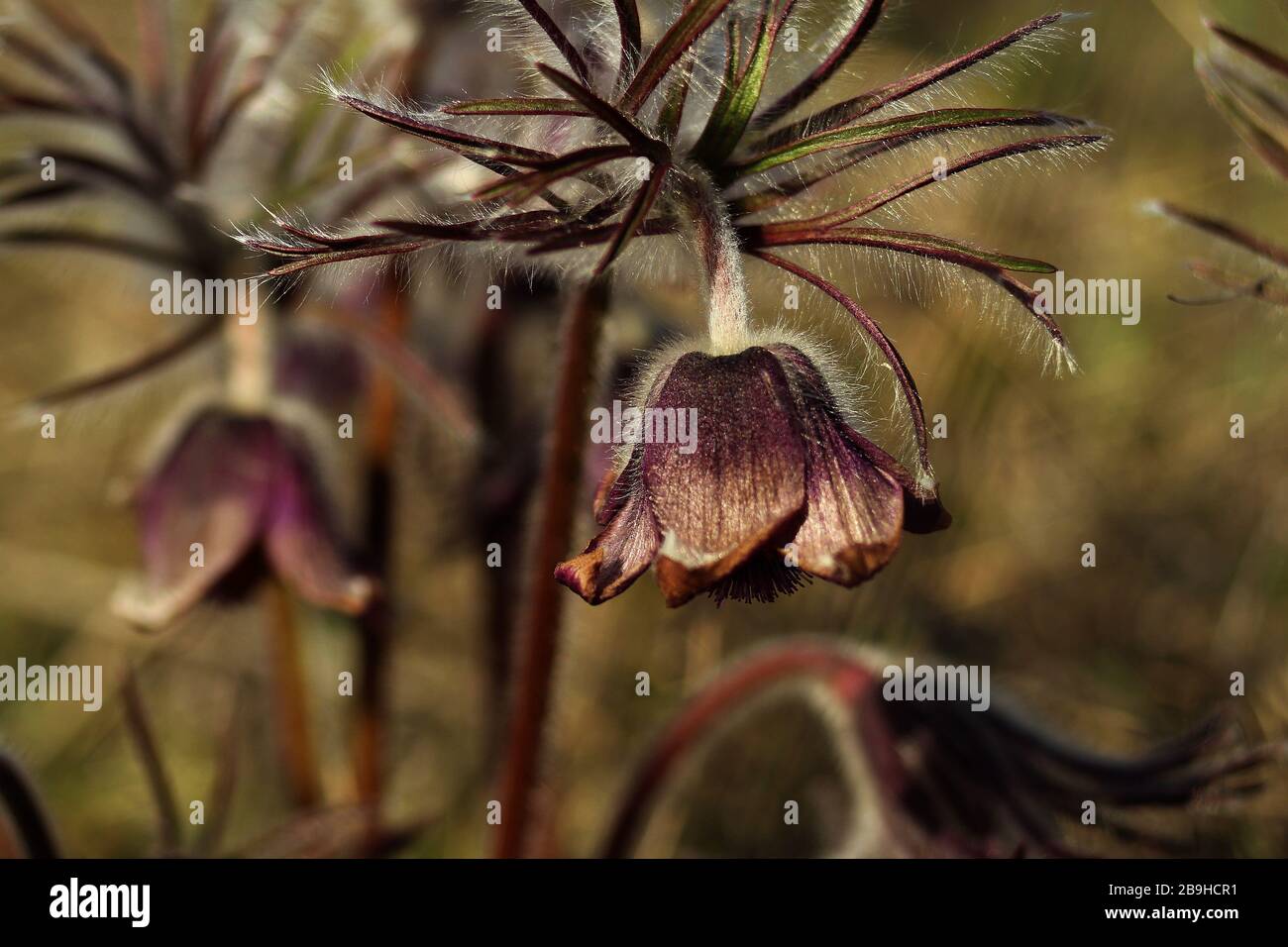 Pulsatilla patens und Anemone patens die blühende Pflanze. Stockfoto